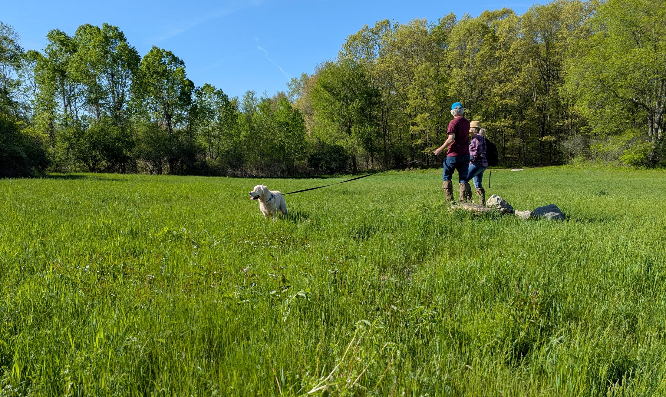 A couple wearing Ticktogs and walking their dog through tall grass field